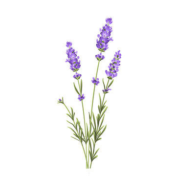 Elegant purple lavender bouquet on white, vector illustration