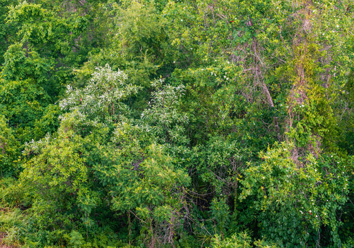 Green forest background