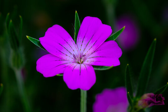 Vibrant CornCockle purple flower blooms with delicate petals