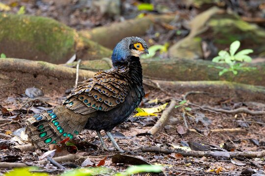 Endangered Bornean peacock pheasant walking on ground in natural forest habitat