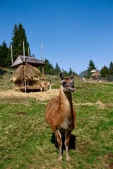 llama in the mountains © Валерия Лебедева