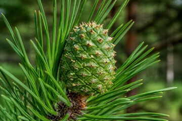 Fototapeta premium Young green pine cone developing on pine branch outdoors