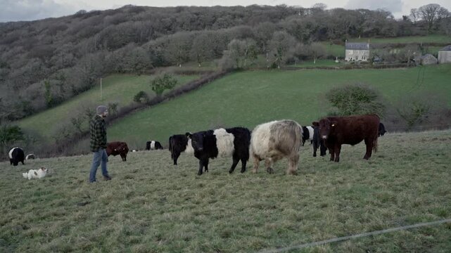 Man walking with a herd of belted galloway cattle grazing on a green hillside in the countryside