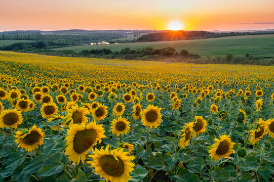 sunflower field in the summer