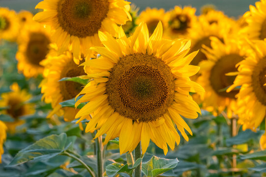 sunflowers in the field