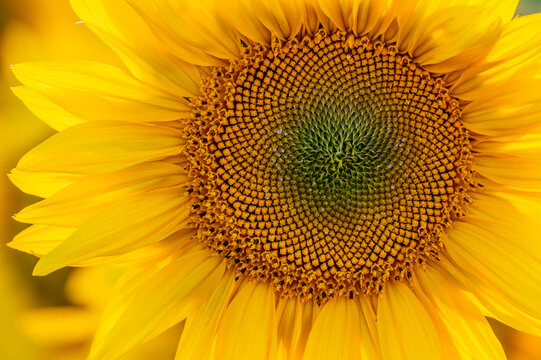 close up of sunflower