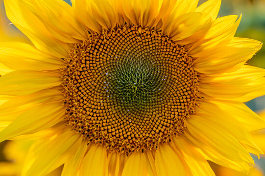 close up of sunflower