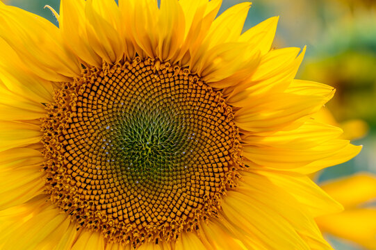 sunflower in the sun