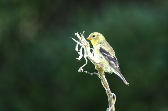 Small bird perches on dry twig, clutching twigs in beak. Yellow feathers contrast with muted green background. Soft focus highlights the bird's delicate form. Perfect for nature, wildlife
