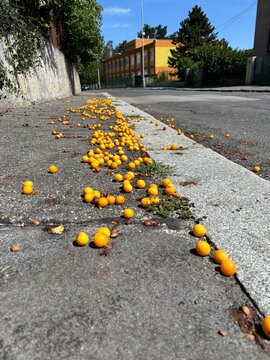 Yellow fruits scattered on the sidewalk under bright blue sky  