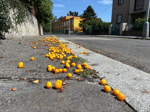Yellow fruit scattered on urban road under clear blue sky  