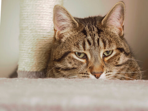 Tabby cat resting near scratching post. Cat has green eyes and striped fur. Soft carpet beneath cat head. Indoor setting with warm lighting. Feline appears calm and relaxed