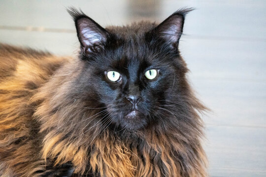 portrait of a cat