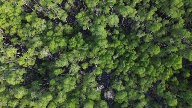 Diagonal aerial flight over mangrove forest canopy at golden hour, Florida