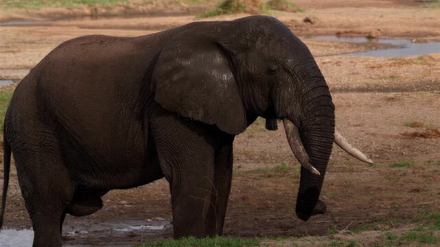 Majestic African elephant with tusks drinks water from a muddy riverbank