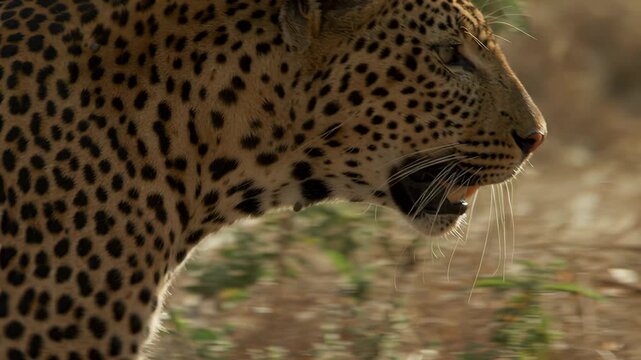 Close-up of a leopard's spotted coat and profile in the African savanna