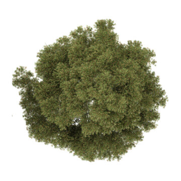 collection of Cunninghamia plant with realistic style