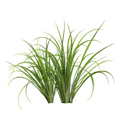 Fototapeta premium collection of Cymbopogon plant with realistic style