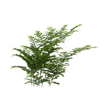 collection of Davallia plant with realistic style