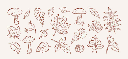 Obraz premium Autumn doodle sketch set of leaves, berries, acorn, chestnut, and mushrooms