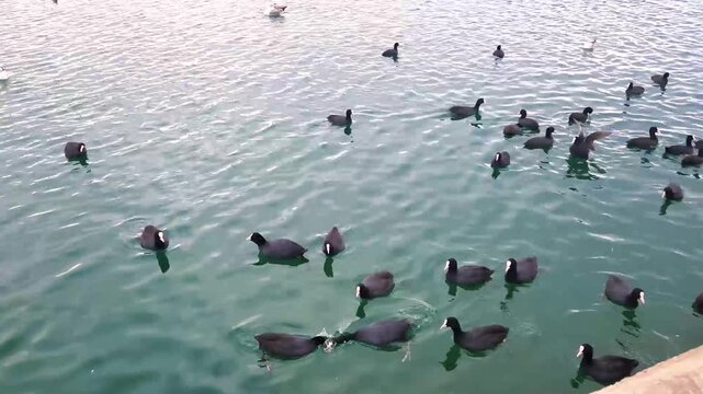 Coots and seagulls swimming in the sea within the fishing harbor.