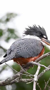 Close-up of a Ringed Kingfisher perched on a branch, showing its plumage