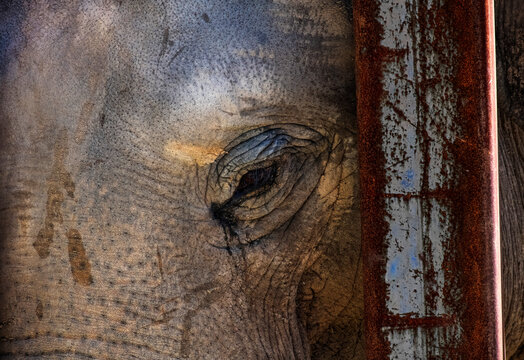 Asian Elephant (Elephas maximus)