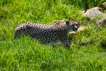 Cheetah (Acinonyx jubatus) © Tara