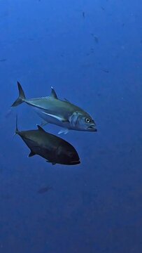 Bigeye Trevally (Caranx sexfasciatus). Taken in Sharm El Sheikh, Egypt. 