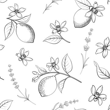 Seamless citrus pattern with lemons and lavender. black and white