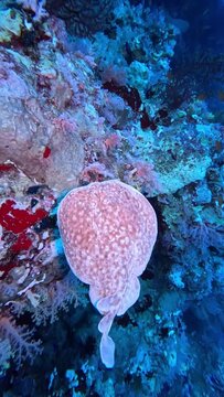Leopard torpedo ray. (Torpedo panthera). Taken in Sharm El Sheikh, Egypt.