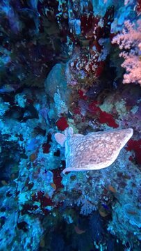 Leopard torpedo ray. (Torpedo panthera). Taken in Sharm El Sheikh, Egypt.