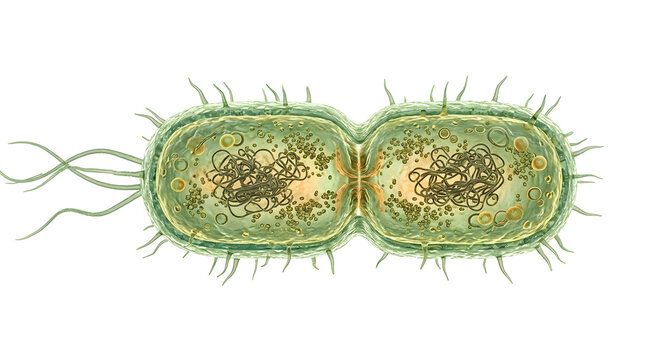Highly Detailed 3D Scientific Render of a Rod-Shaped Bacterium Undergoing Binary Fission and Cell Division