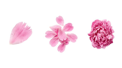 Fototapeta premium Three pink peony petals, delicate romantic floral design and gentle nature concept