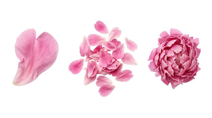 Fototapeta premium Three pink peony petals, delicate romantic floral design and gentle nature concept