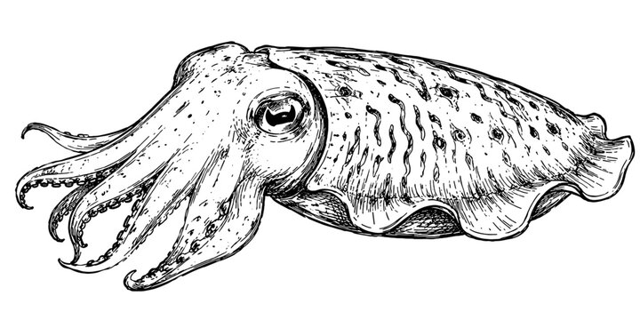 Detailed engraving of a cuttlefish with textured body and extended tentacles, illustrating a fascinating marine cephalopod commonly found in coastal ocean ecosystems.