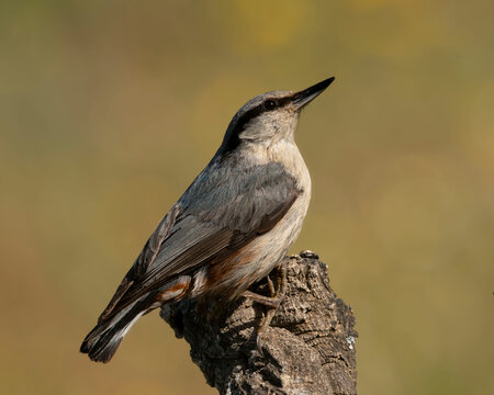 Un trepador azul (Sitta europaea) posado de perfil sobre la c&uacute;spide de un tronco rugoso, exhibiendo su caracter&iacute;stico dorso gris azulado, flancos casta&ntilde;os y su marcada lista ocular negra.
