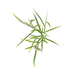 Fototapeta premium collection of Hordeum grass with realistic style from the top view