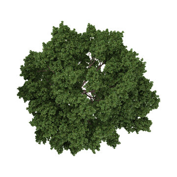collection of lagerstroemia plant on transparent canvas from the top view