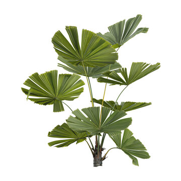 collection of Licuala plant on transparent canvas