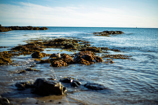 Low angle view of rocky tide pool shore with brown seaweed and calm sea at bright daylight
