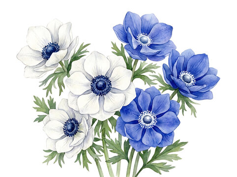Beautiful hand painted watercolor floral illustration featuring elegant white and deep blue anemone flower bouquet arrangement