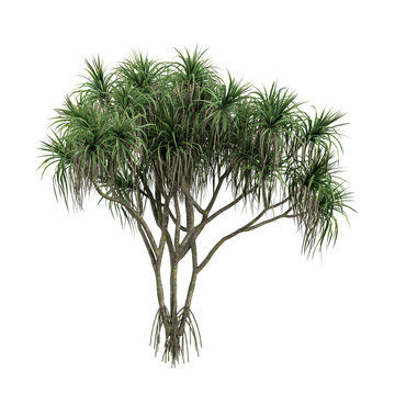 collection of pandanus plant on transparent canvas
