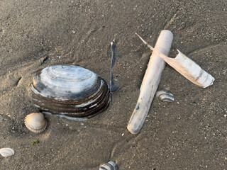 Assorted seashells and razor clam shells on wet beach sand © Florian Dussart