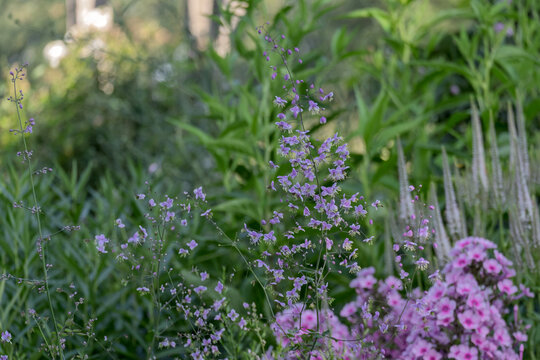 Wiesenraute (Thalictrum)