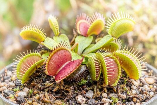 Vibrant cluster of venus flytrap carnivorous plants