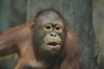 Fototapeta premium Closeup of a cute baby orangutan's facial expression