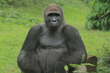A silverback gorilla sits calmly on the grass, gazing ahead during the day © Pitokung