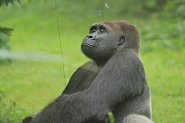 The expression of a silverback gorilla enjoying the breeze during the day © Pitokung