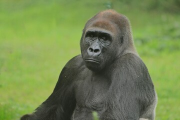 Fototapeta premium Close up of a silverback gorilla's expression